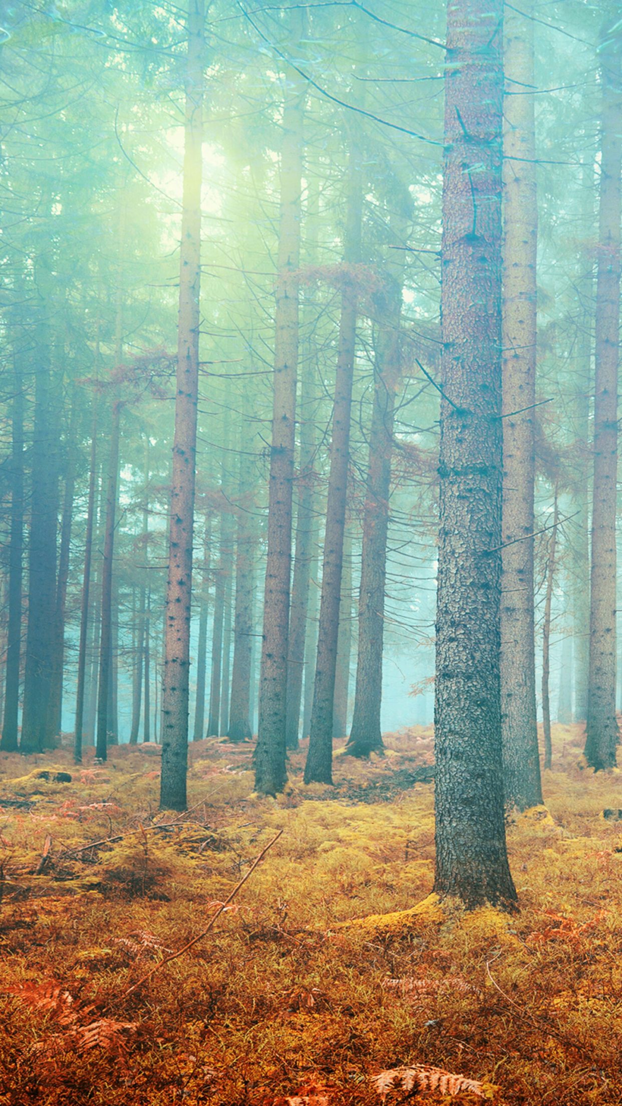 Forest Simple High Resolution Wallpaper HD Wallpapers Backgrounds Images